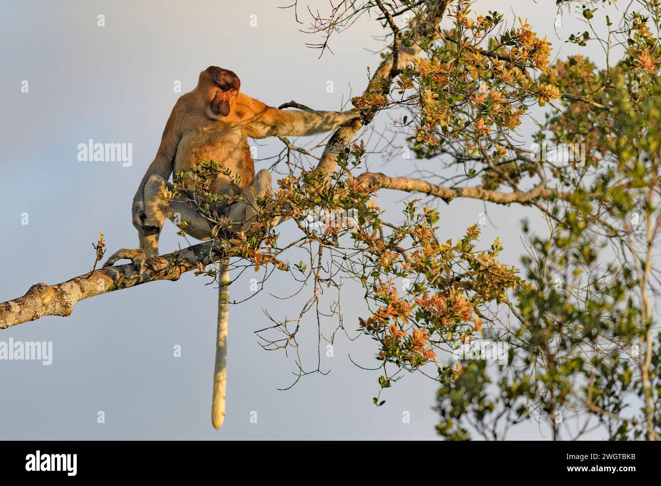 Dominant male proboscis monkey (Nasalis larvatus) in Tanjung Puting ...