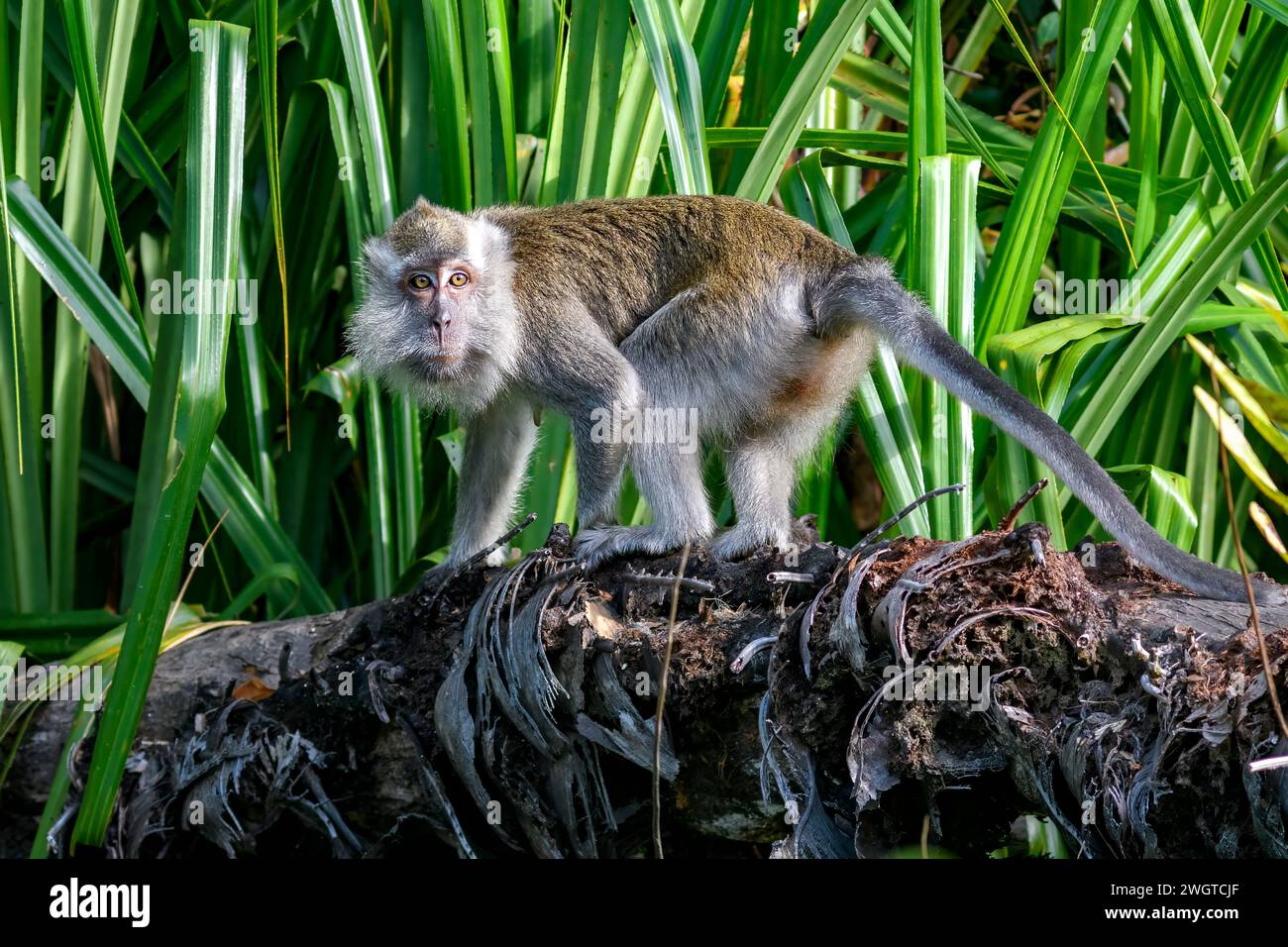 Crab-eating macaque (Macaca fascicularis, adult male) from Tanjung ...