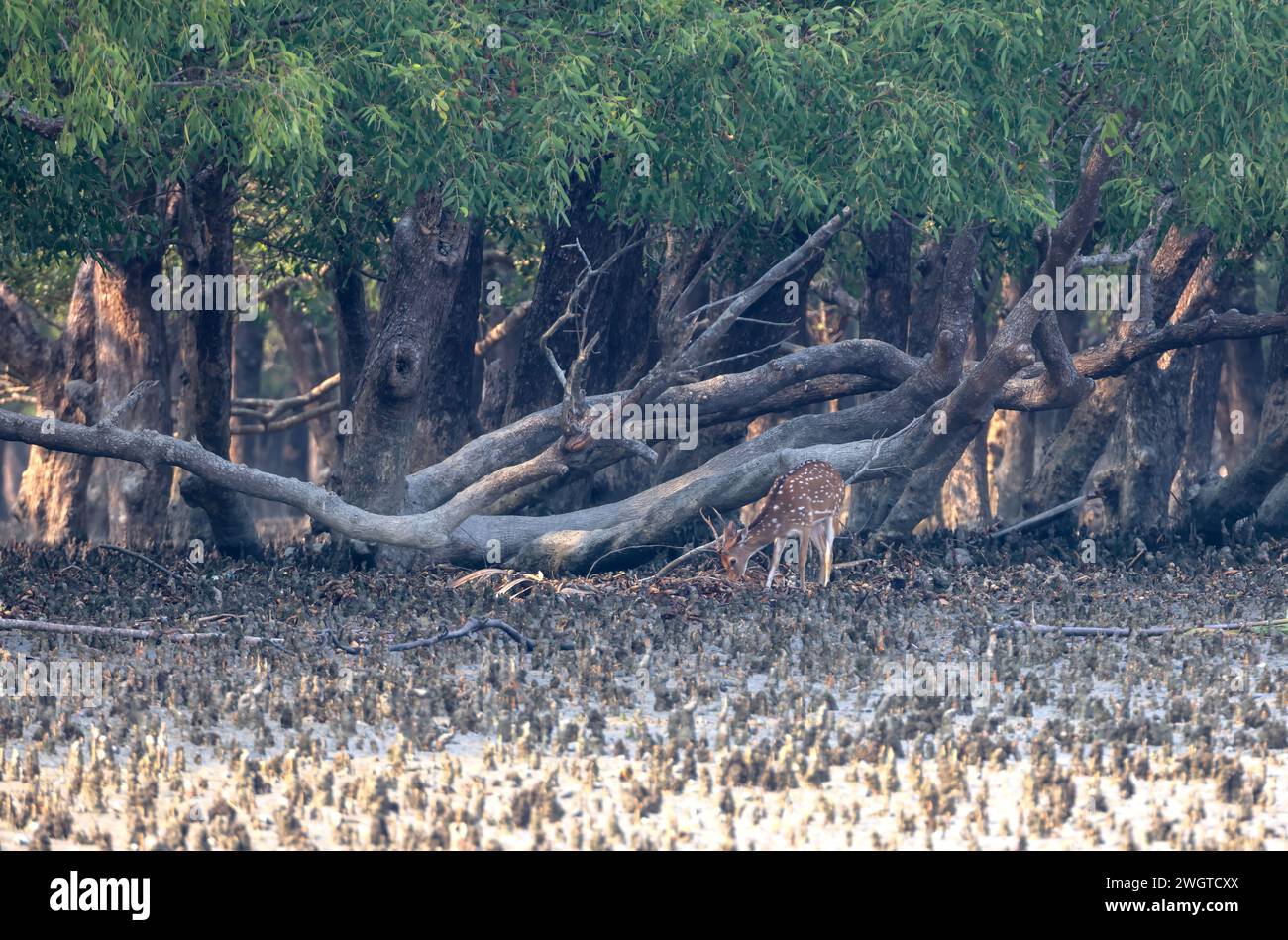 chital or cheetal or axis deer, is a deer species native to the Indian ...