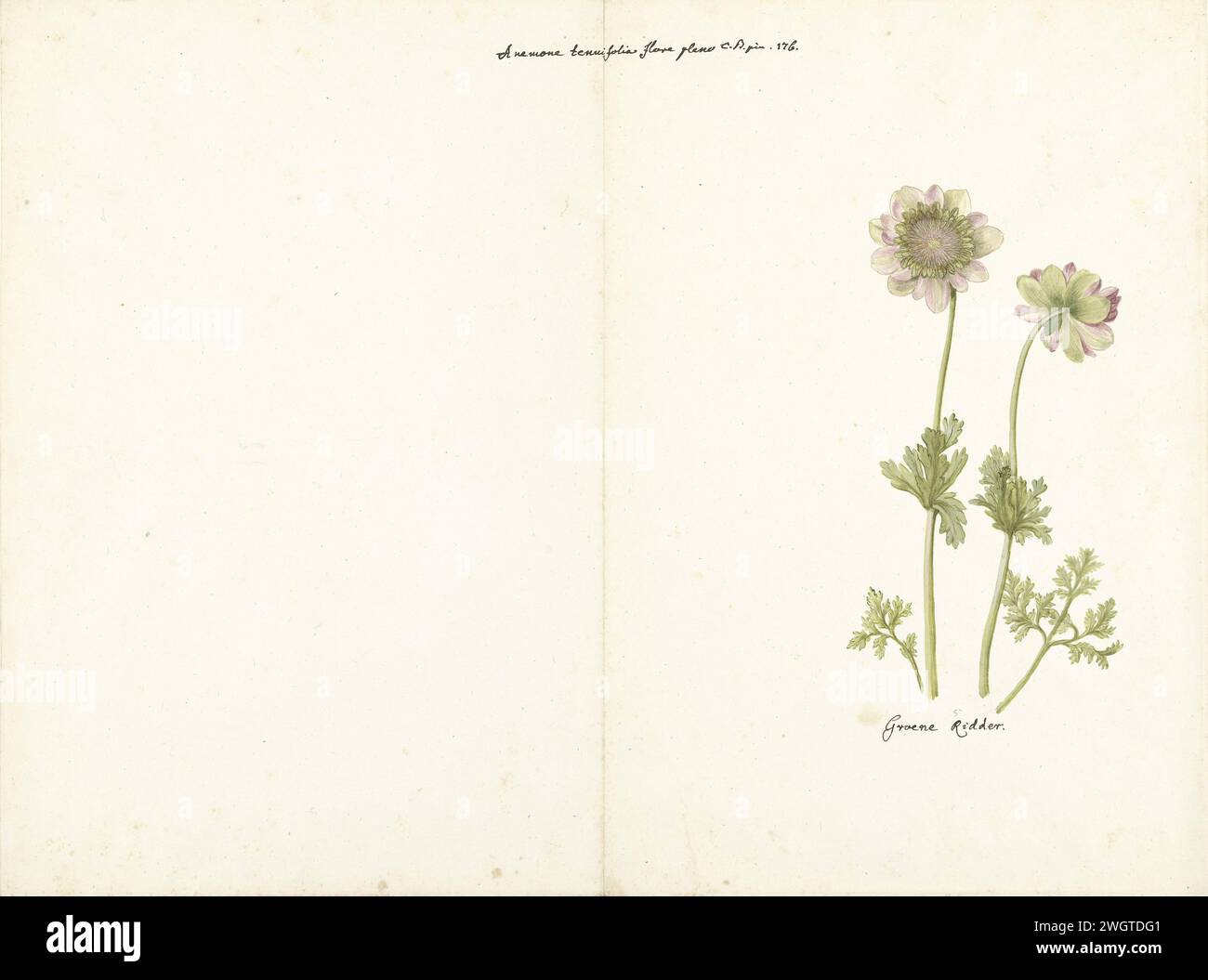 De Anemoon Groene Ridder, C. Baak, 1760 - 1769 drawing paper ...