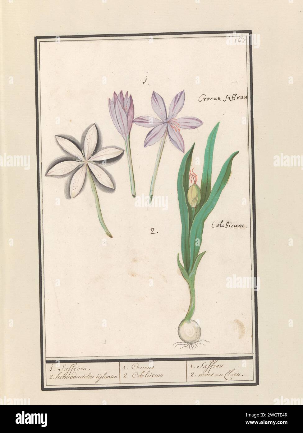 Herfstijloos (Colchicum autumn), Anselm Bootius of Boodt, 1596 - 1610 drawing Autumn -free. Three loose flowers and a plant with sphere, leaves and button. Numbered at the top right: 167. The Latin name for the flowers. Part of the second album with drawings of flowers and plants. Ninth of twelve albums with drawings of animals, birds and plants known around 1600, made commissioned by Emperor Rudolf II. With explanation in Dutch, Latin and French. draughtsman: Praagdraughtsman: Delft paper. watercolor (paint). deck paint. ink. chalk brush / pen flowers: autumn crocus Stock Photo