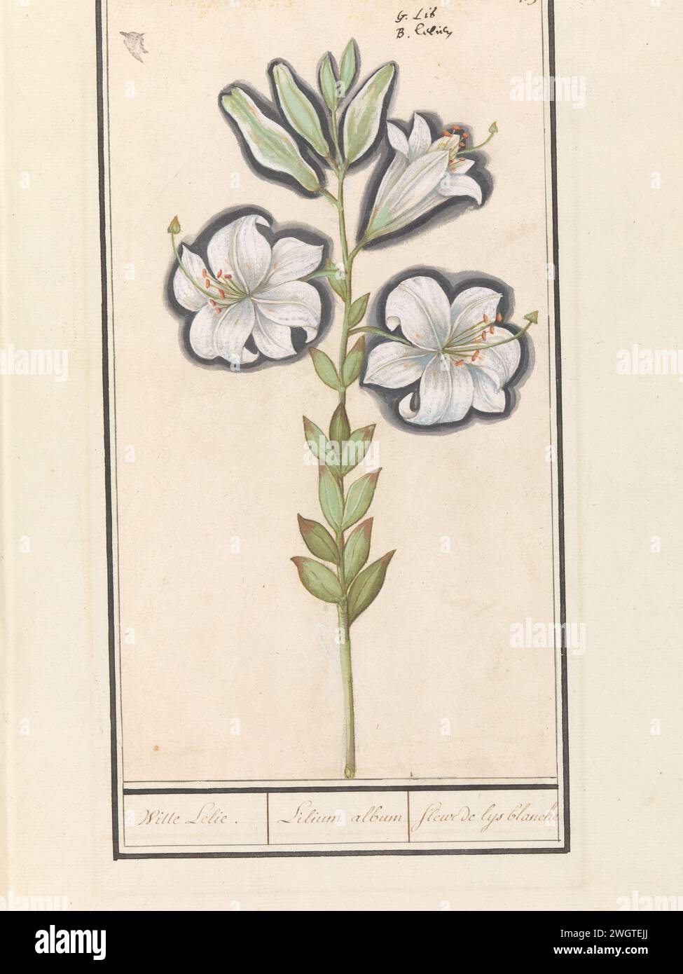 Witte Lelie (Lilium white), Anselm Bootius of Boodt, 1596 - 1610 drawing White lily. Numbered at the top right: 179. At the top of the name in two languages. Part of the second album with drawings of flowers and plants. Ninth of twelve albums with drawings of animals, birds and plants known around 1600, made commissioned by Emperor Rudolf II. With explanation in Dutch, Latin and French. draughtsman: Praagdraughtsman: Delft paper. watercolor (paint). deck paint. chalk. ink brush / pen flowers: lily Stock Photo