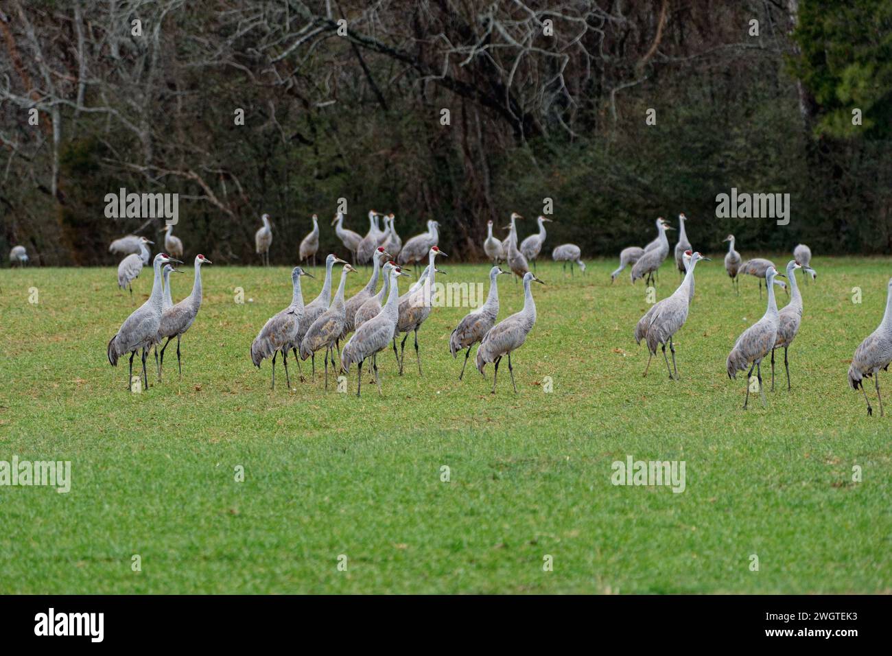 The group of sandhill cranes in the foreground are gathering together to prepare for flying with another group in the background are foraging for food Stock Photo