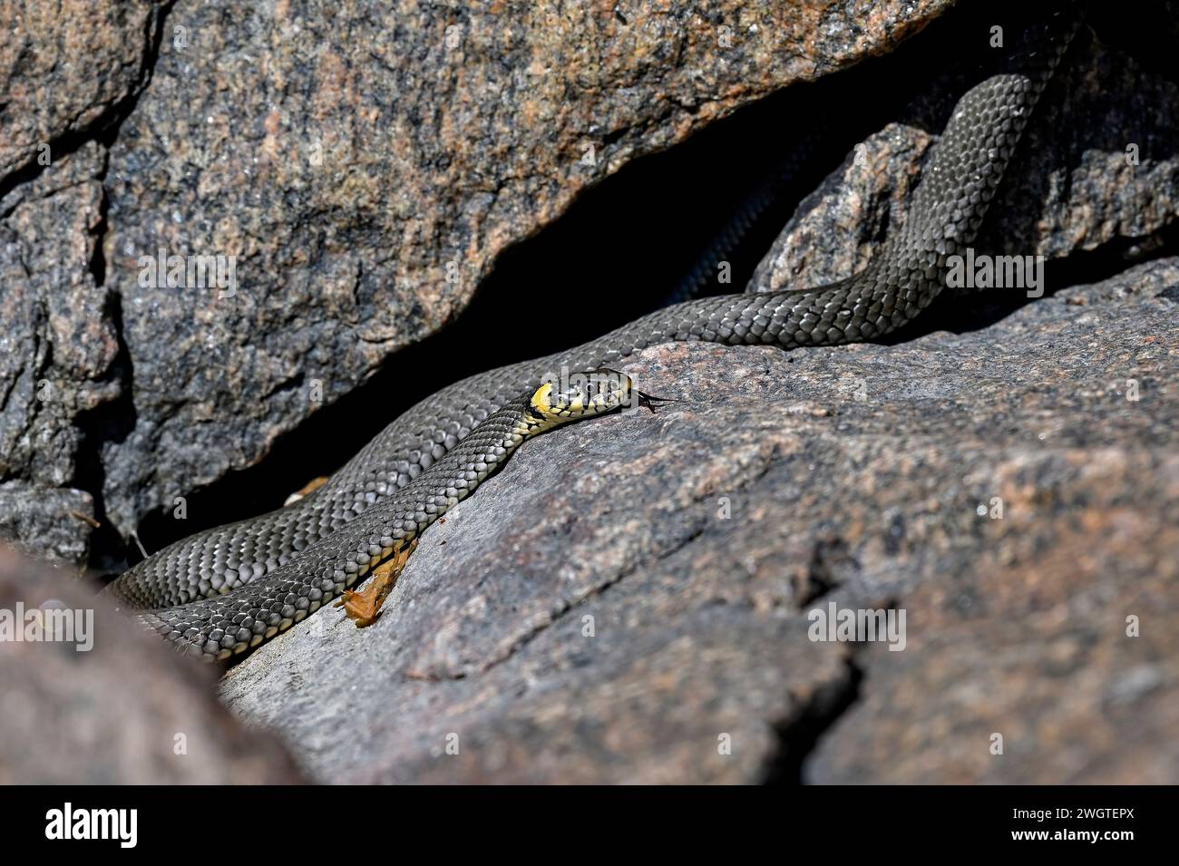 Grass snake basking in the rock crevise Stock Photo