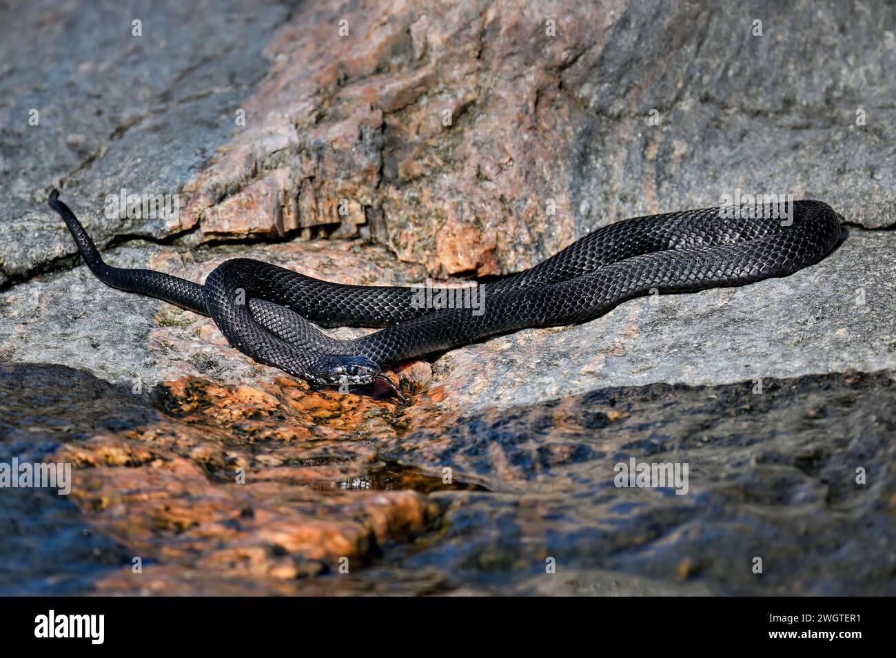 Grass snake basking on the rock crack Stock Photo