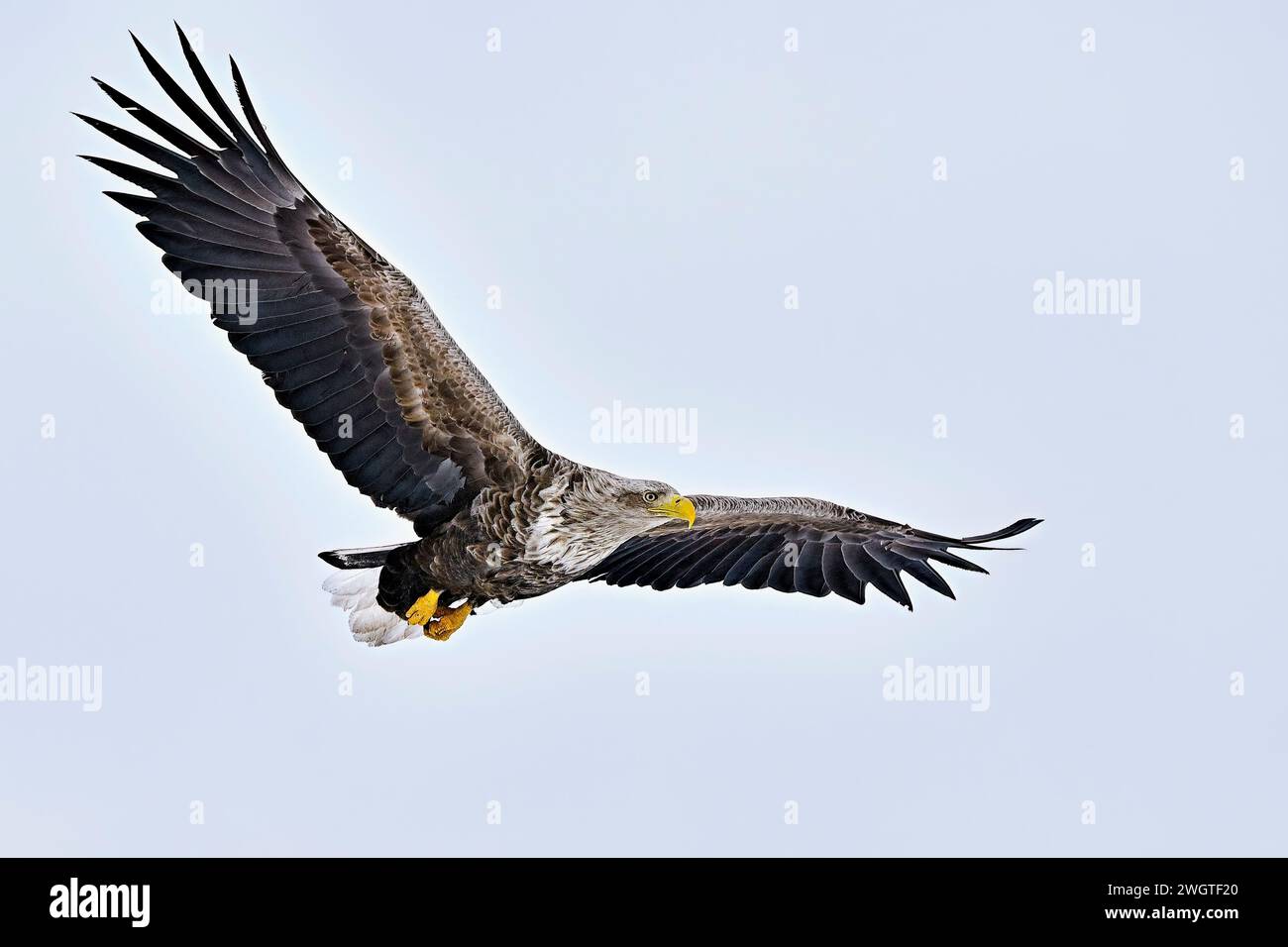 White-tailed eagle in full swing Stock Photo