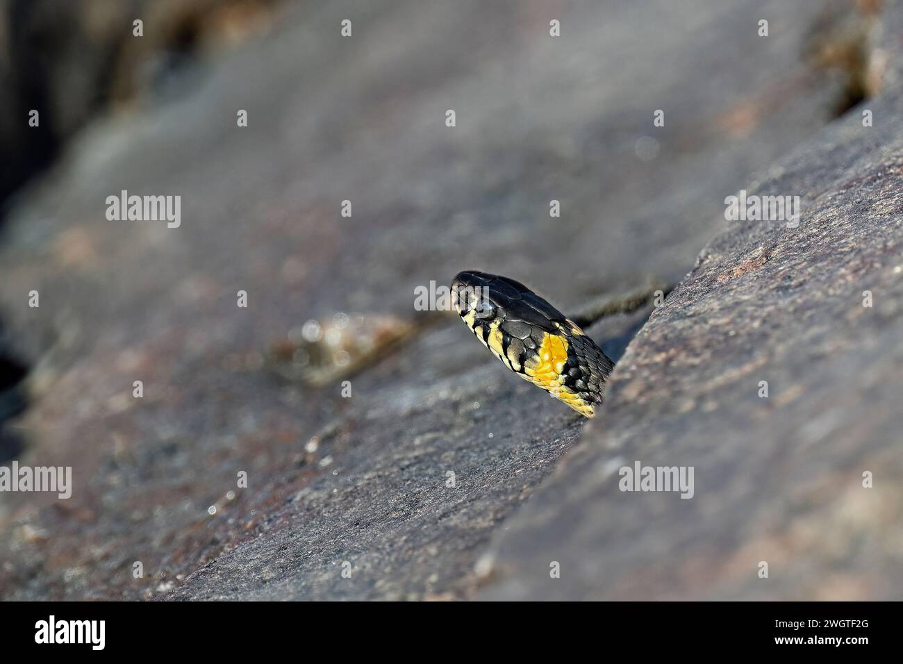 Grass snake peeking from the rock crevise Stock Photo