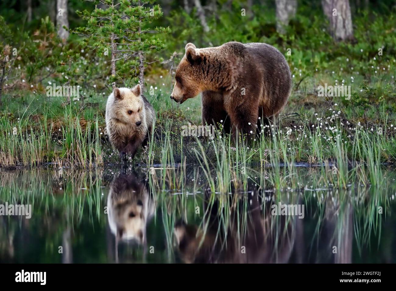 Bear mom with a cub at the swamp pond Stock Photo