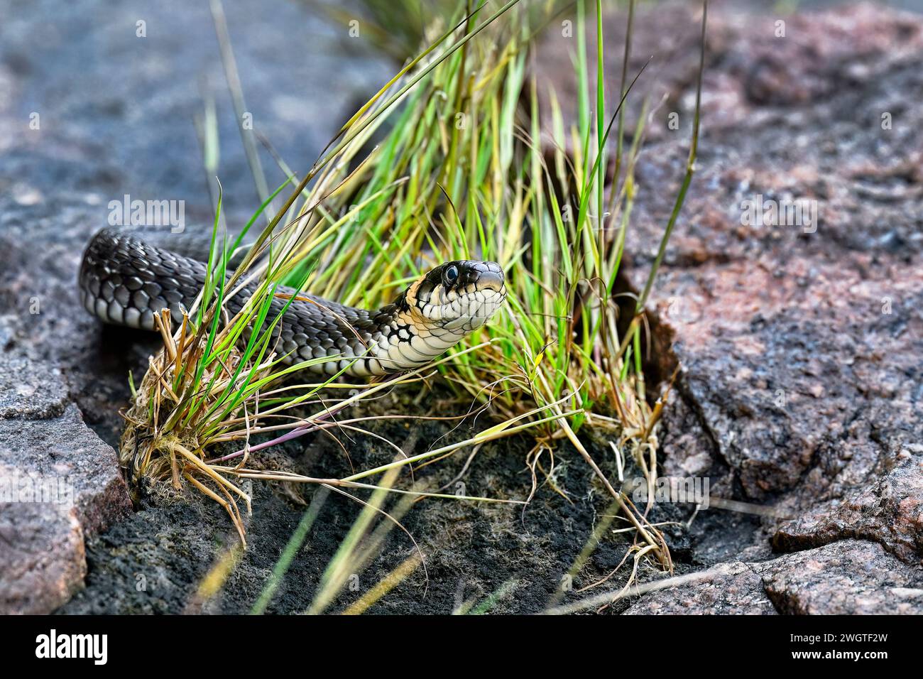 Grass snake on the shore rock Stock Photo