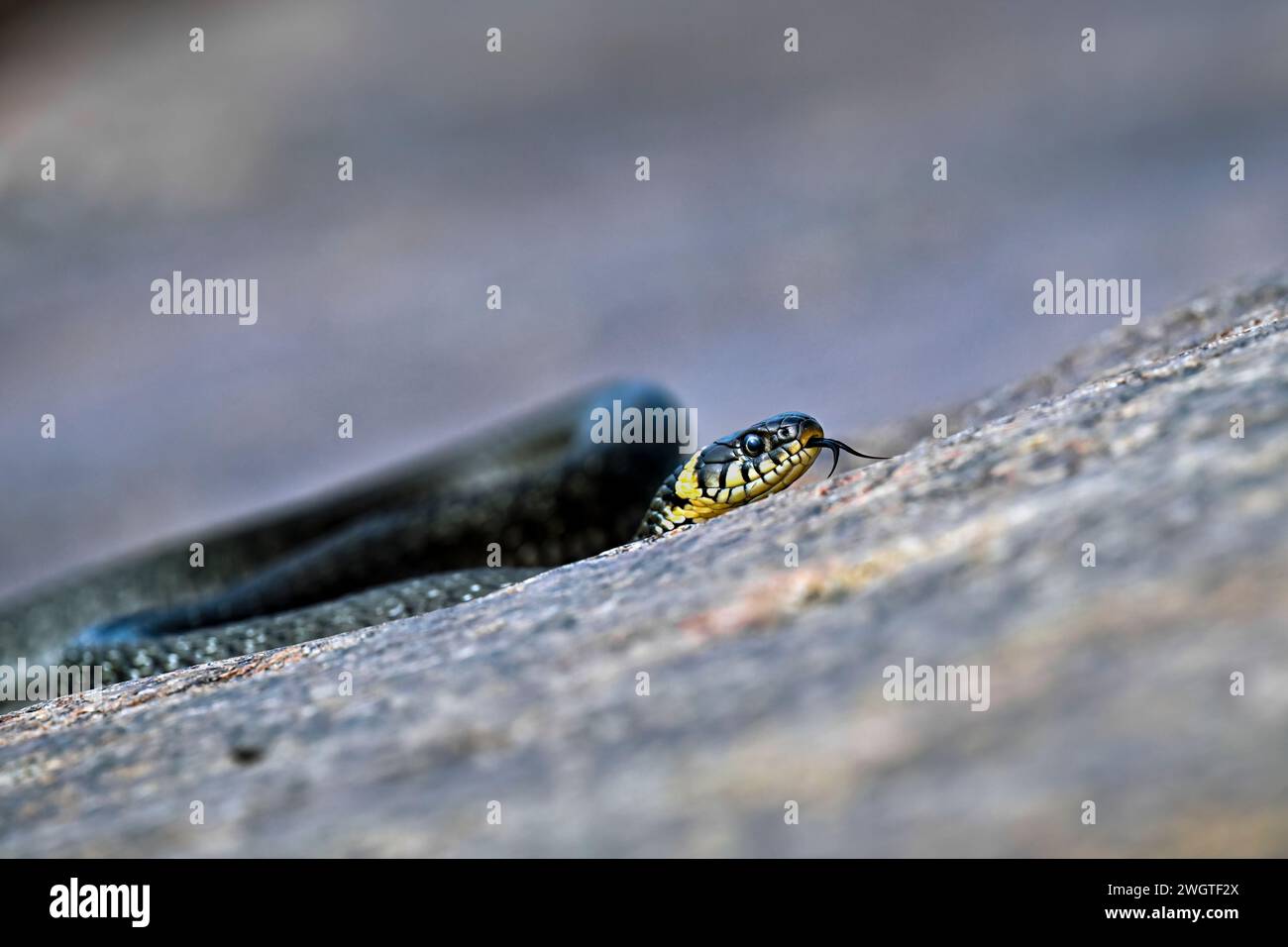 Grass snake on the shore rock Stock Photo