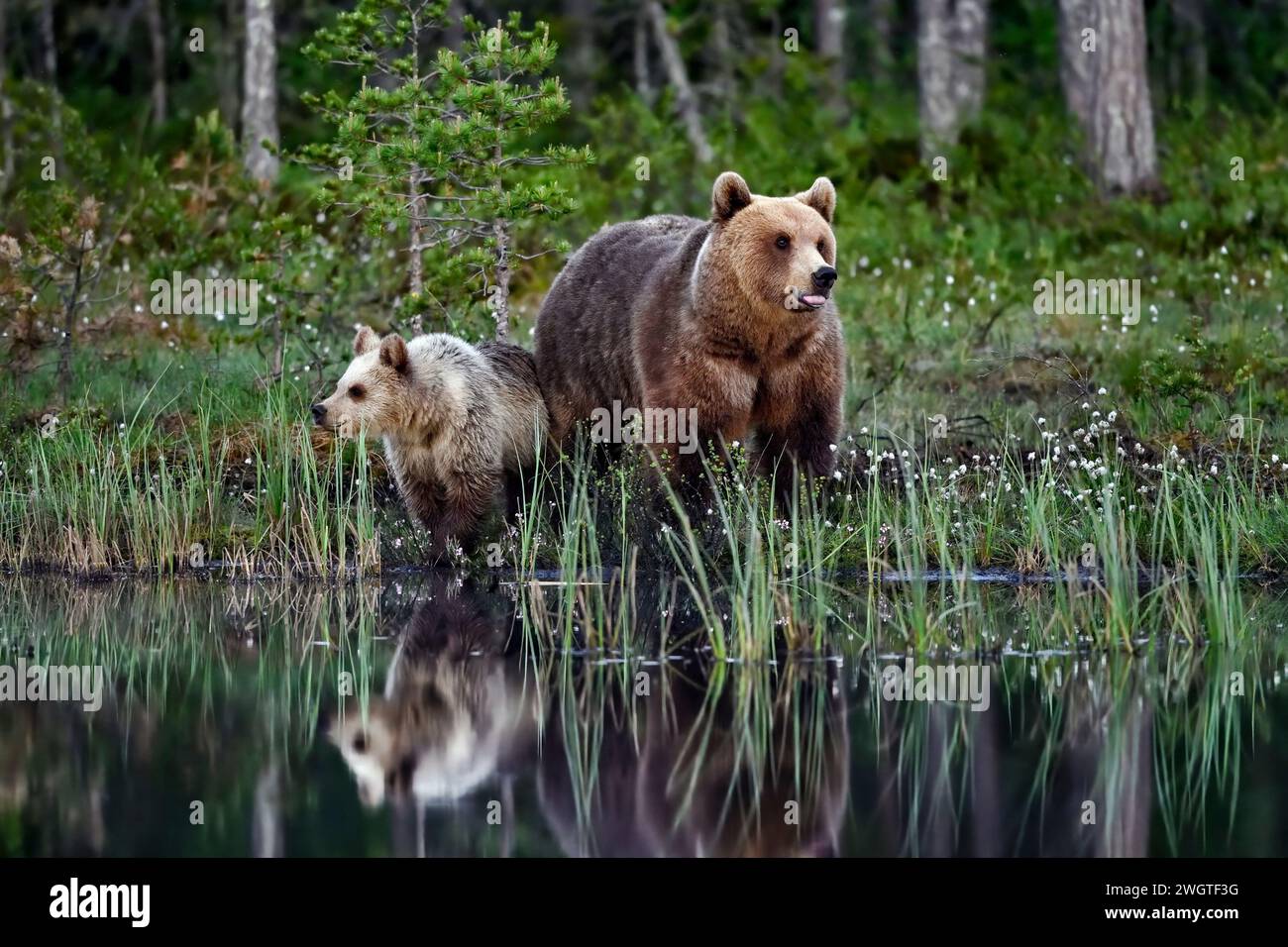 Bear mom with a cub at the swamp pond Stock Photo