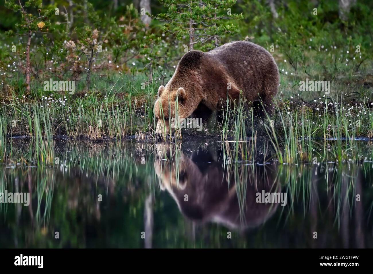 A bear quenching its thirst Stock Photo