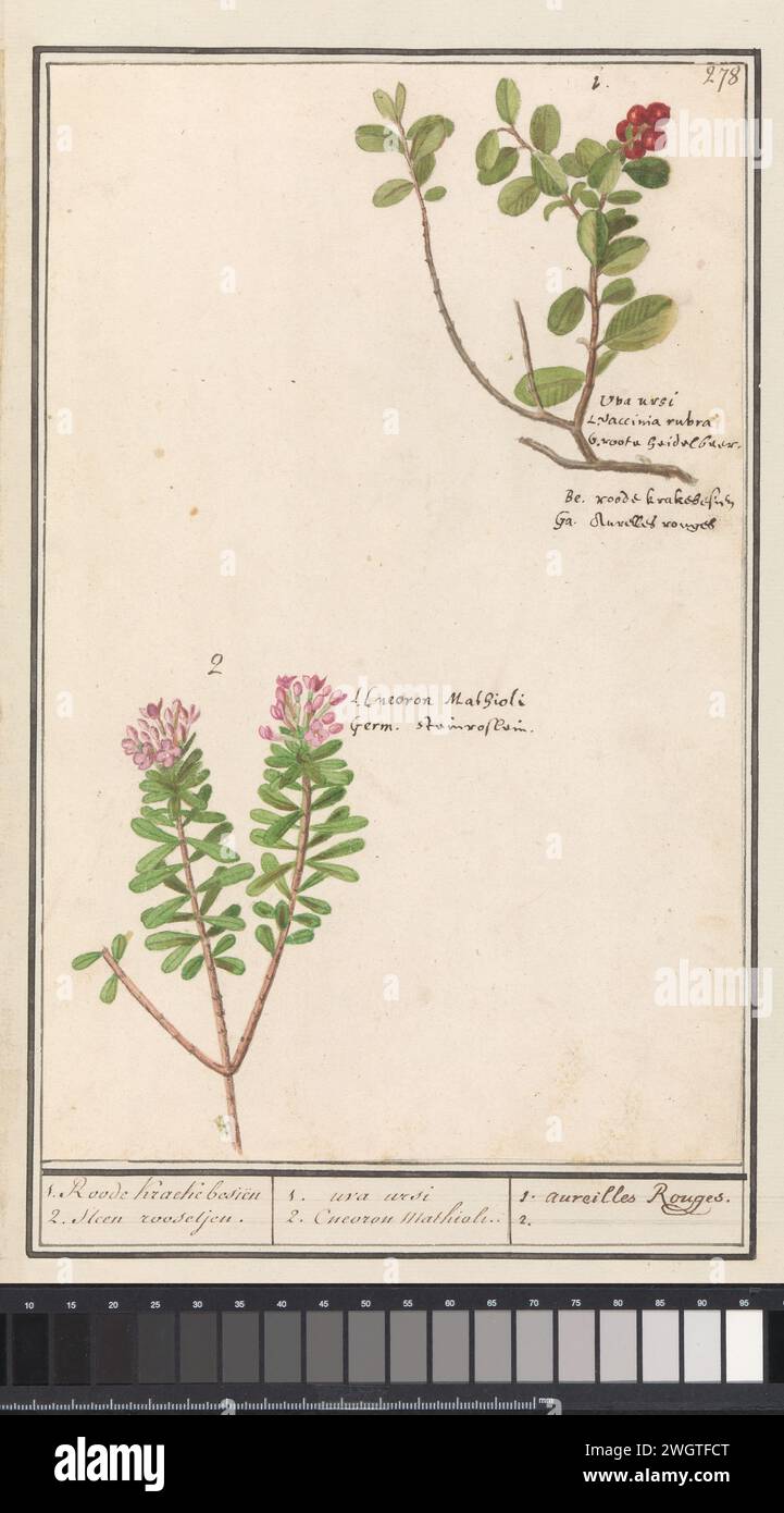 Berendruif (Arctostaphylos Uva-bear) en Scherp Peperboompje (Daphne Cneorum), Anselm Boot de Boodt, 1596 - 1610 drawing Berendruif and sharp pepper tree or stone rose. Numbered at the top right: 278. With the names in different languages. Part of the third album with drawings of flowers and plants. Tenth of twelve albums with drawings of animals, birds and plants known around 1600, made commissioned by Emperor Rudolf II. With explanation in Dutch, Latin and French. draughtsman: Praagdraughtsman: Delft paper. watercolor (paint). deck paint. chalk. ink brush / pen plants and herbs: bearberry. fl Stock Photo