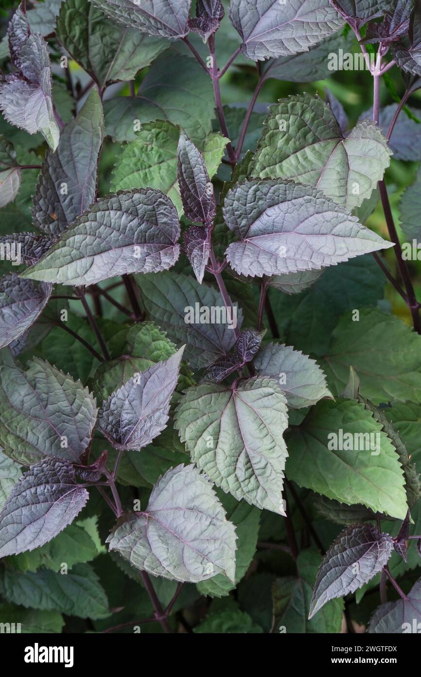 Ageratina altissima Chocolate, snakeroot Chocolate, purple stems, chocolate-brown tinged leaves, Stock Photo