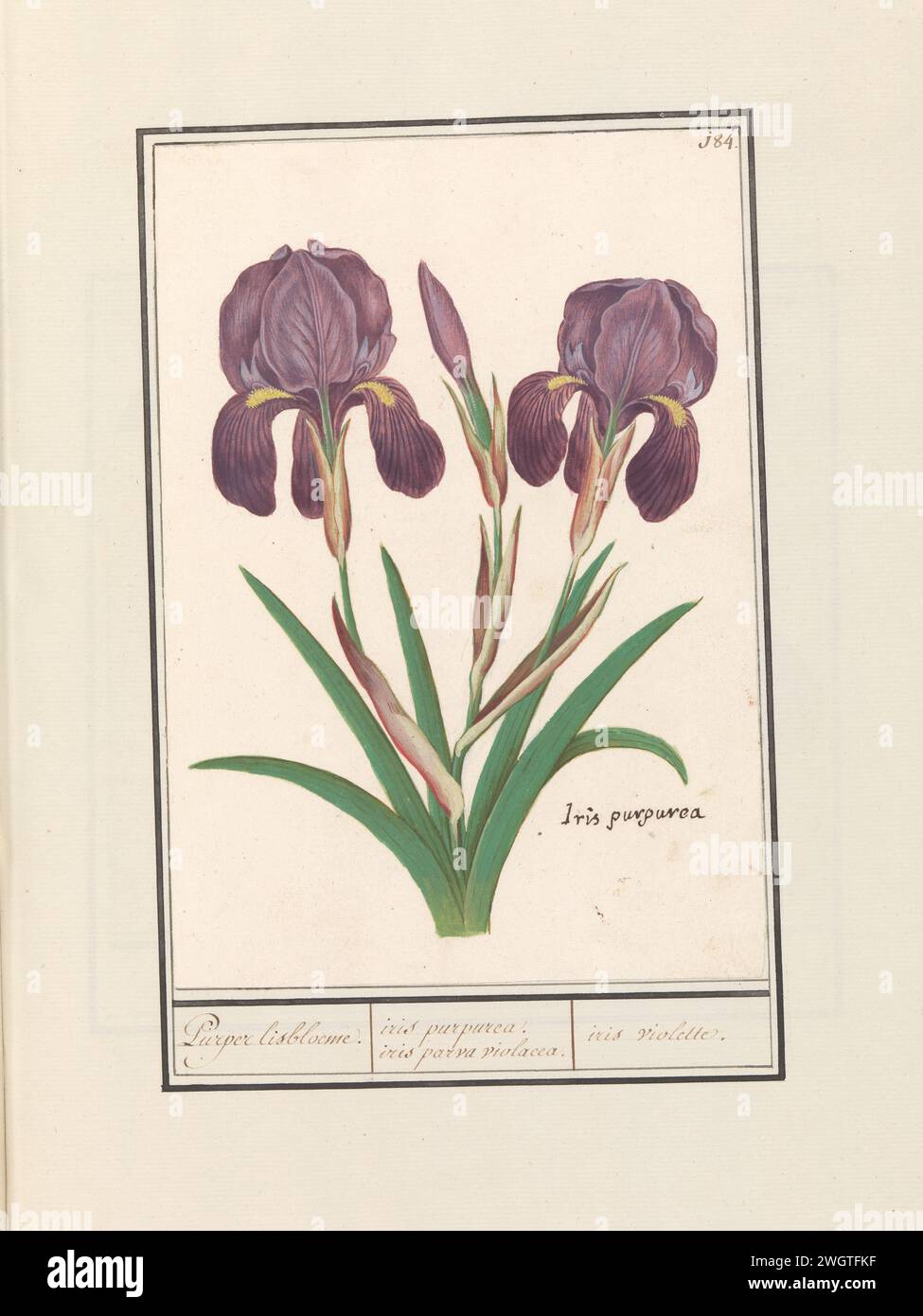 Purple Iris (Iris Germanica), Anselmus Boëtius de Boodt, 1596 - 1610 drawing Purple iris. Numbered at the top right: 184. Bottom right the Latin name. Part of the second album with drawings of flowers and plants. Ninth of twelve albums with drawings of animals, birds and plants known around 1600, made commissioned by Emperor Rudolf II. With explanation in Dutch, Latin and French. draughtsman: Praagdraughtsman: Delft paper. watercolor (paint). deck paint. chalk. ink brush / pen flowers: iris Stock Photo