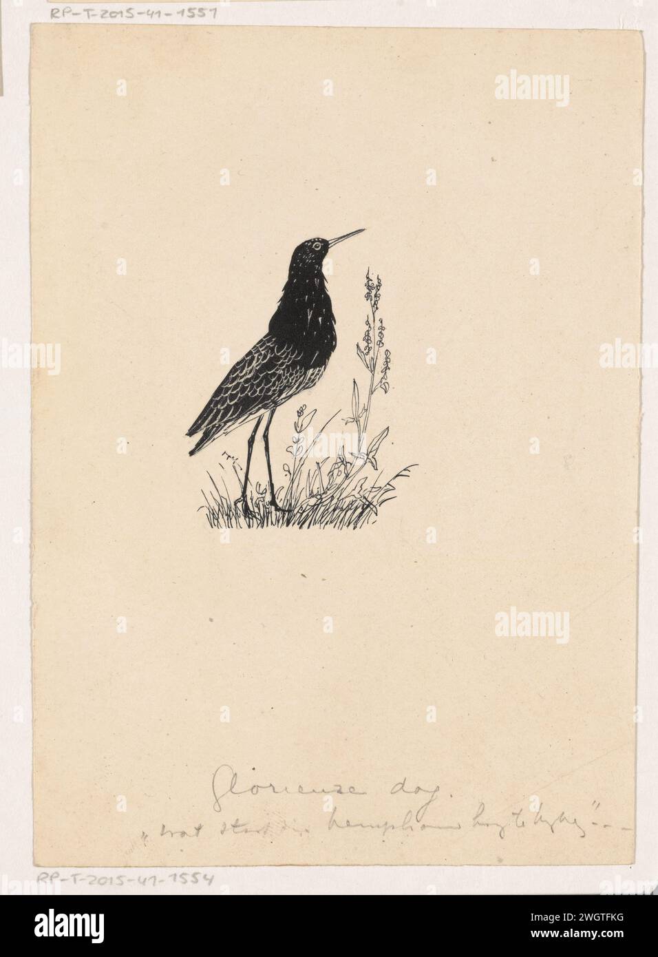 Kemphaan, Henri Verstijnen, 1892 - 1940 drawing   paper. ink. pencil pen birds Stock Photo