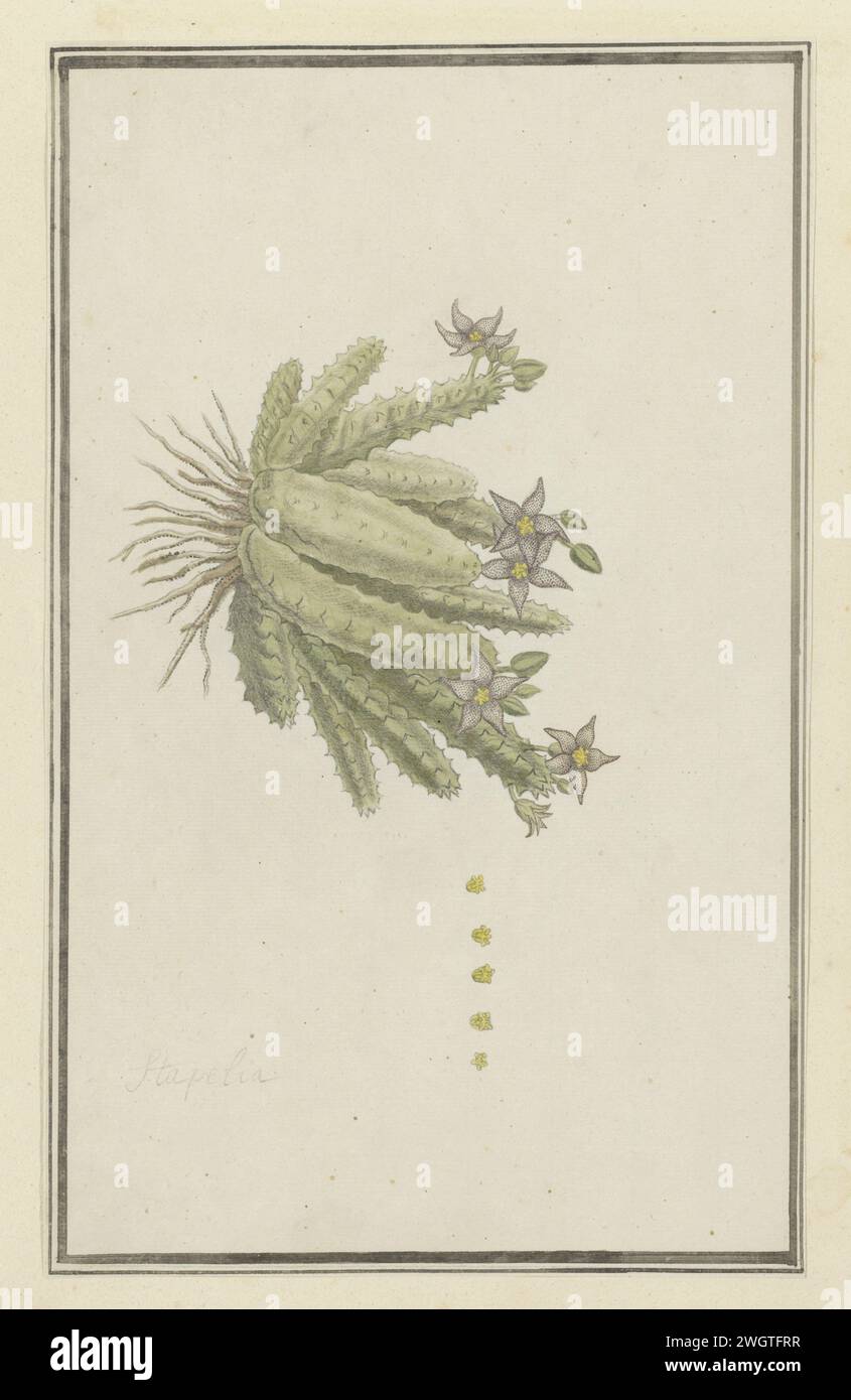 Piaranthus geminatus (Masson) N.E. Br.(Milkweed), 1777 - 1786 drawing Piaranthus doubled (Masson) n.e. Br.  paper. ink. watercolor (paint). pencil. chalk brush / pen plants; vegetation Stock Photo
