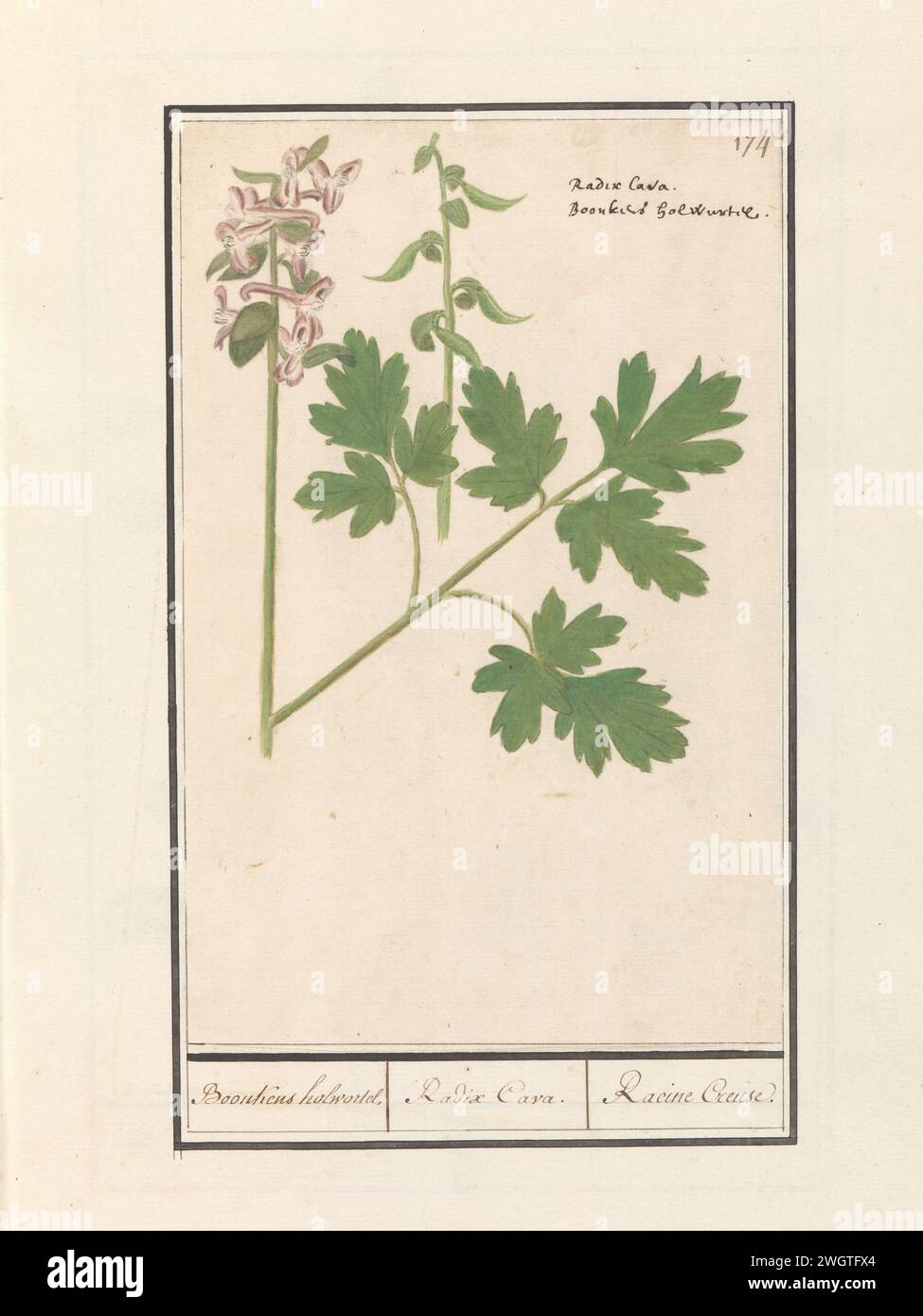 Holwortel (Corydalis cava), Anselm Boëtius de Boodt, 1596 - 1610 drawing Hol root. Numbered at the top right: 174. At the top right the name in Latin and Dutch. Part of the second album with drawings of flowers and plants. Ninth of twelve albums with drawings of animals, birds and plants known around 1600, made commissioned by Emperor Rudolf II. With explanation in Dutch, Latin and French. draughtsman: Praagdraughtsman: Delft paper. watercolor (paint). deck paint. chalk. ink brush / pen flowers: corydalis Stock Photo