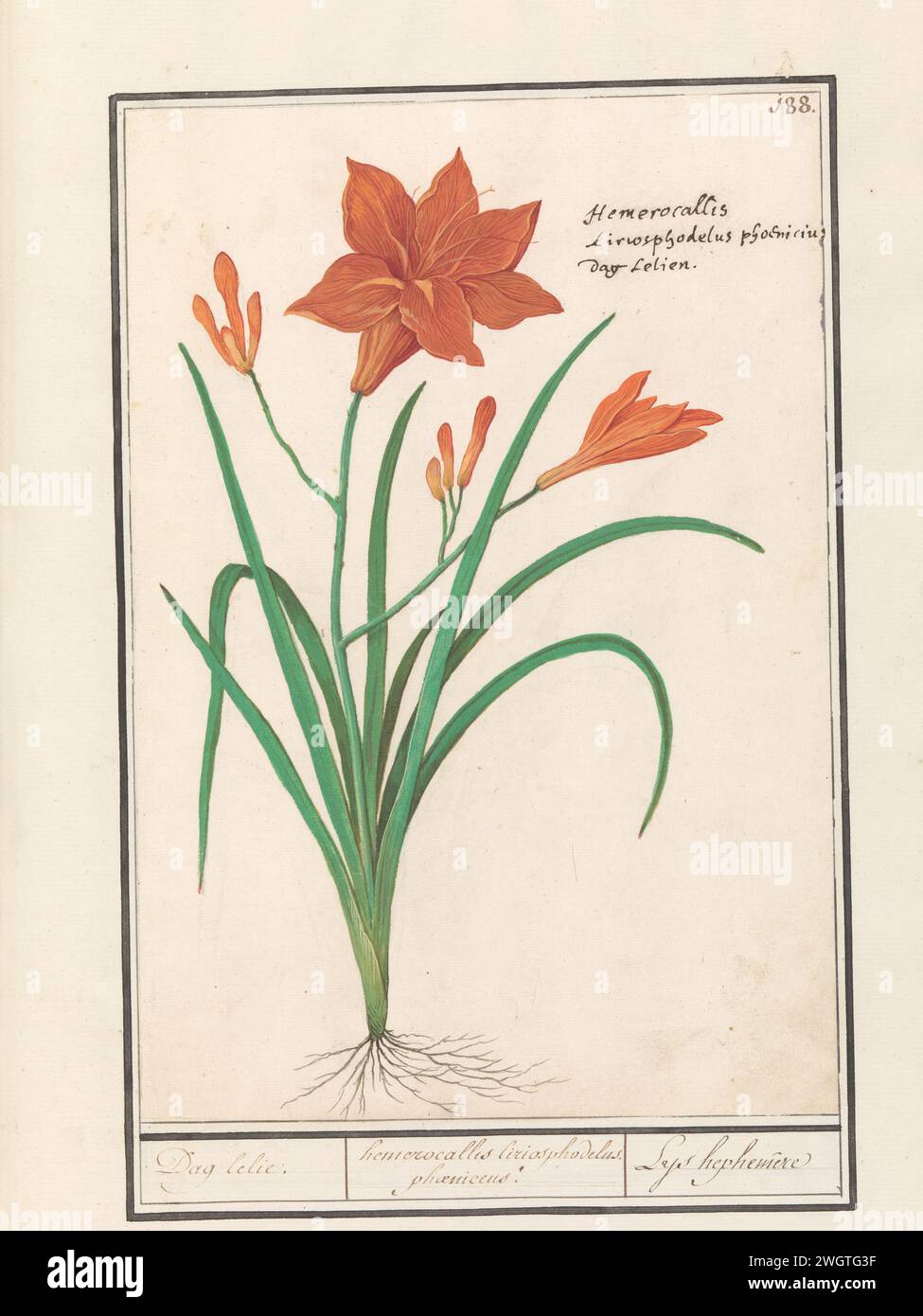 Orange daylily (hemerocallis), Anselmus Boëtius de Boodt, 1596 - 1610 drawing Oranje Daglelie. Numbered at the top right: 188. On the right the Latin and Dutch name. Part of the second album with drawings of flowers and plants. Ninth of twelve albums with drawings of animals, birds and plants known around 1600, made commissioned by Emperor Rudolf II. With explanation in Dutch, Latin and French. draughtsman: Praagdraughtsman: Delft paper. watercolor (paint). deck paint. chalk. ink brush / pen flowers: lily Stock Photo
