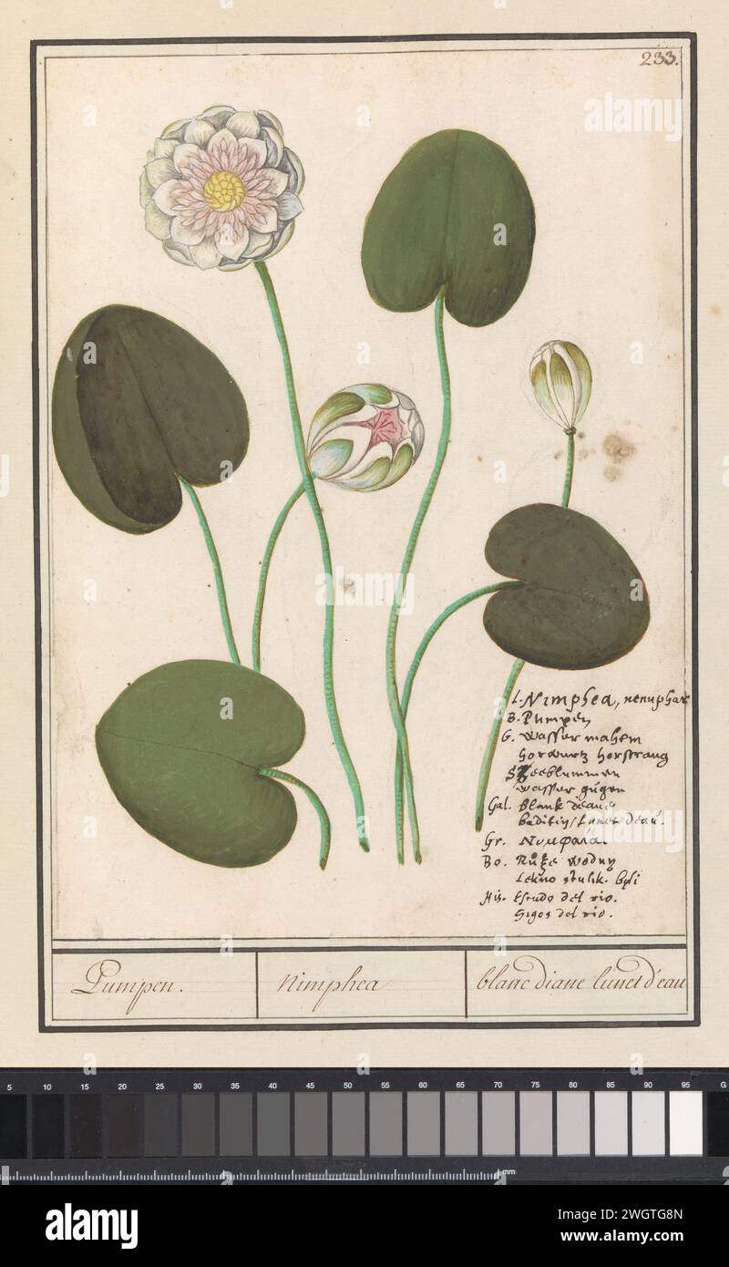 Witte Waterlelie (Nymphaea Alba), Anselmus Boëtius de Boodt, 1596 - 1610 drawing Water lily, probably the white water lily. Numbered at the top right: 233. Bottom right the name in seven languages. Part of the third album with drawings of flowers and plants. Tenth of twelve albums with drawings of animals, birds and plants known around 1600, made commissioned by Emperor Rudolf II. With explanation in Dutch, Latin and French. draughtsman: Praagdraughtsman: Delft paper. watercolor (paint). deck paint. chalk. ink brush / pen flowers: water-lily Stock Photo