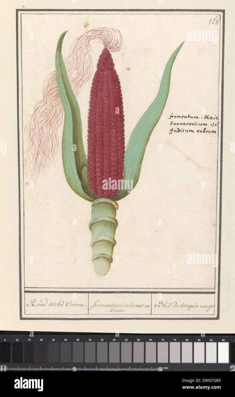 Siermais (Zea Mays), Anselm Bootius de Boodt, 1596 - 1610 drawing Red Sier Mais. Numbered at the top right: 128. On the right the Latin name. Part of the second album with drawings of flowers and plants. Ninth of twelve albums with drawings of animals, birds and plants known around 1600, made commissioned by Emperor Rudolf II. With explanation in Dutch, Latin and French. draughtsman: Praagdraughtsman: Delft paper. watercolor (paint). deck paint. ink brush / pen ear of corn Stock Photo