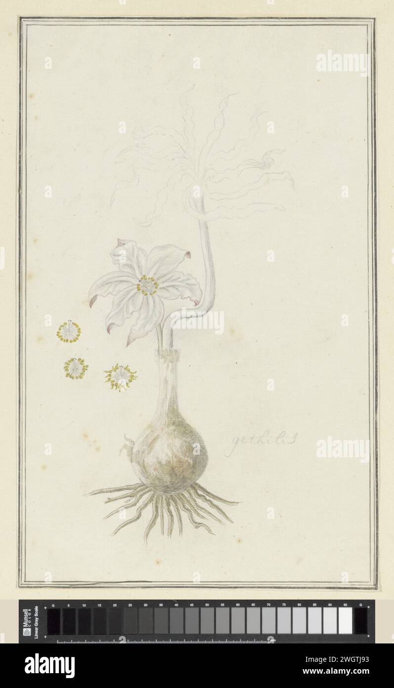 Gethyllis Britteniana Baker (Kukumakranka), 1777 - 1786 drawing Gethyllis britteniana Baker.  paper. ink. watercolor (paint). pencil. chalk brush / pen plants; vegetation Stock Photo