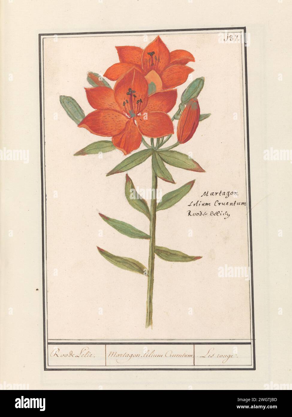 Rode Lelie (Lilium), Anselm Boëtius de Boodt, 1596 - 1610 drawing Oranjerode Lelie. Numbered at the top right: 187. On the right the Latin and Dutch name. Part of the second album with drawings of flowers and plants. Ninth of twelve albums with drawings of animals, birds and plants known around 1600, made commissioned by Emperor Rudolf II. With explanation in Dutch, Latin and French. draughtsman: Praagdraughtsman: Delft paper. watercolor (paint). deck paint. chalk. ink brush / pen flowers: lily Stock Photo