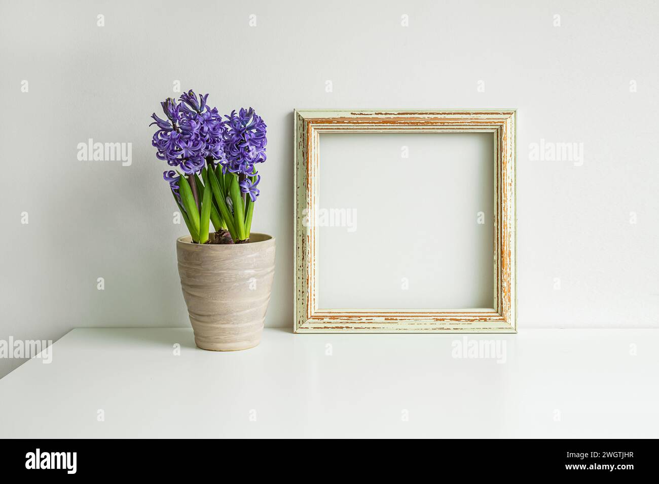 Blooming hyacinth and wooden mock up photo frame on a white table background Stock Photo