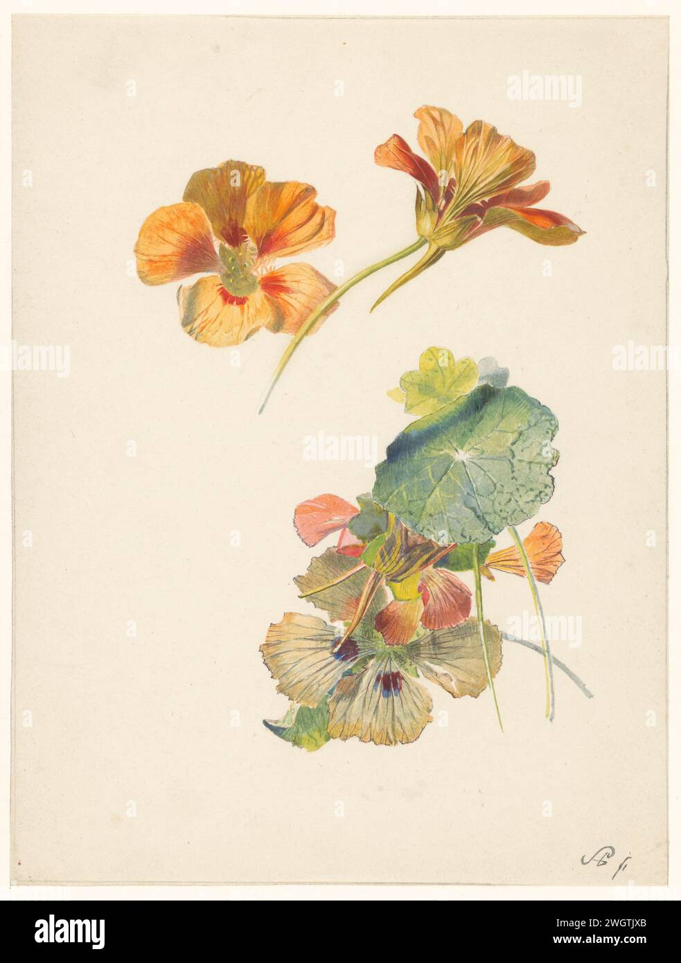 Study sheet with East Indian cherry, Albertus Steenbergen, 1824 - 1900 drawing   paper. pencil. watercolor (paint) brush flowers: nasturtium Stock Photo