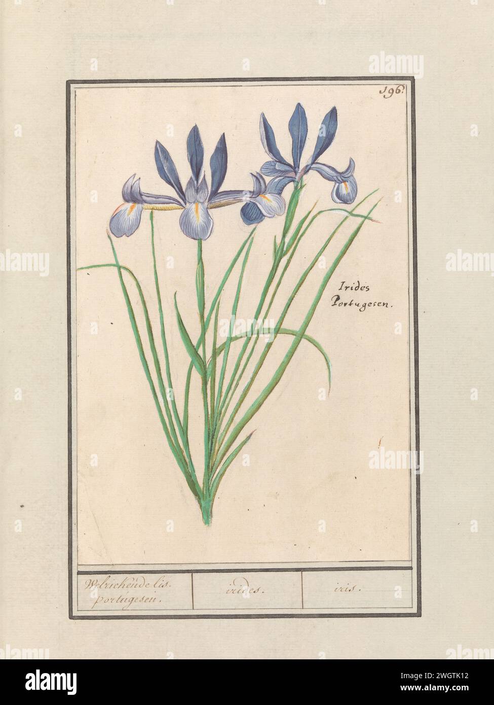 Blue Lis (Iris Sibirica), Anselmus Boëtius de Boodt, 1596 - 1610 drawing Blue Lis. Numbered at the top right: 196. Right the Latin name. Part of the second album with drawings of flowers and plants. Ninth of twelve albums with drawings of animals, birds and plants known around 1600, made commissioned by Emperor Rudolf II. With explanation in Dutch, Latin and French. draughtsman: Praagdraughtsman: Delft paper. watercolor (paint). deck paint. chalk. ink brush / pen flowers: iris Stock Photo