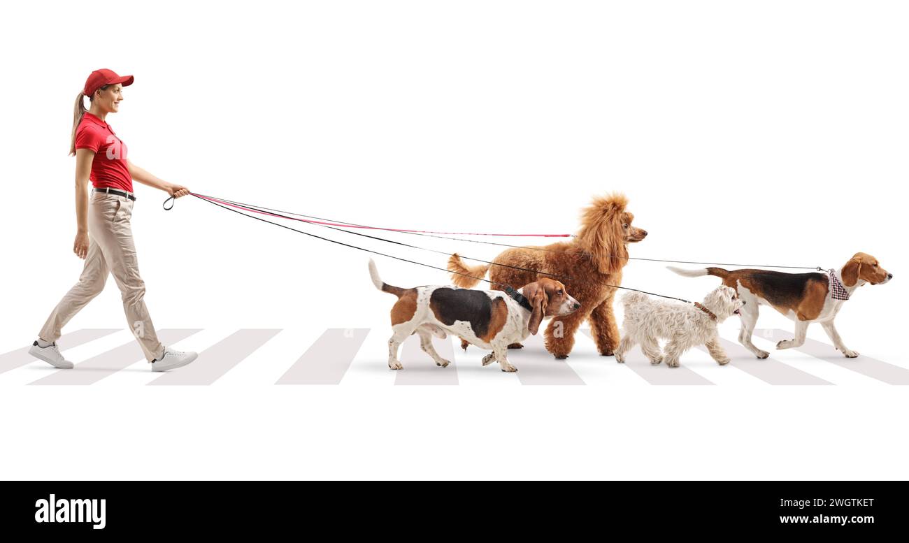 Female dog walker crossing a street with dogs on a leash isolated on white background Stock Photo