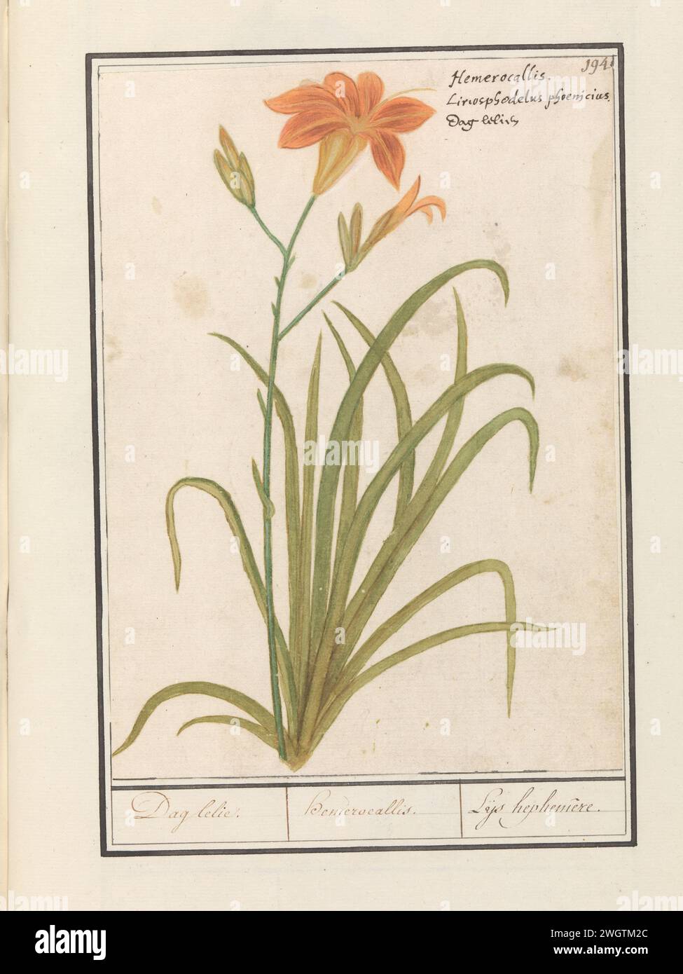 Orange daylily (hemerocallis), Anselmus Boëtius de Boodt, 1596 - 1610 drawing Oranje Daglelie. Numbered at the top right: 194. At the top right of the Latin and Dutch name. Part of the second album with drawings of flowers and plants. Ninth of twelve albums with drawings of animals, birds and plants known around 1600, made commissioned by Emperor Rudolf II. With explanation in Dutch, Latin and French. draughtsman: Praagdraughtsman: Delft paper. watercolor (paint). deck paint. chalk. ink brush / pen flowers: lily Stock Photo