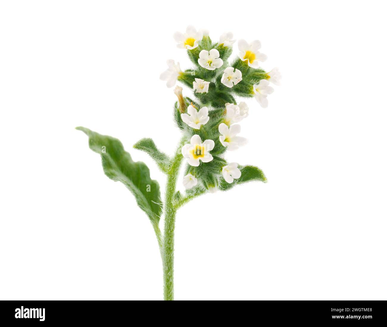 European heliotrope flowers isolated on white background, Heliotropium europaeum Stock Photo