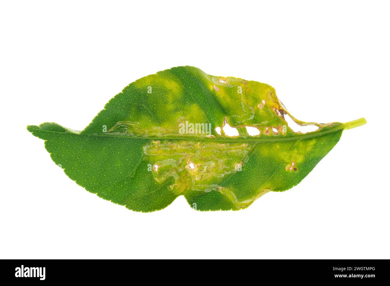 Lemon tree leaf infested by the citrus leafminer moth isolated on white background Stock Photo