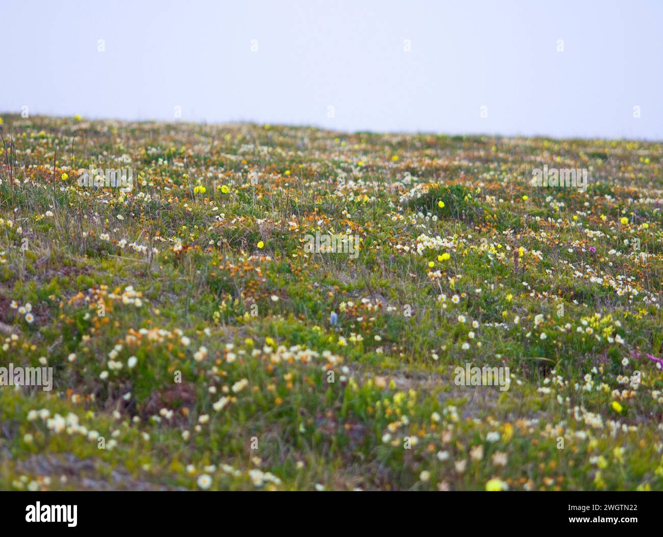 White mountain avens Dryas integrifolia Arctic Poppy Papaver lapponicum flowering in the arctic tundra Arctic National Wildlife Refuge ANWR Alaska Stock Photo
