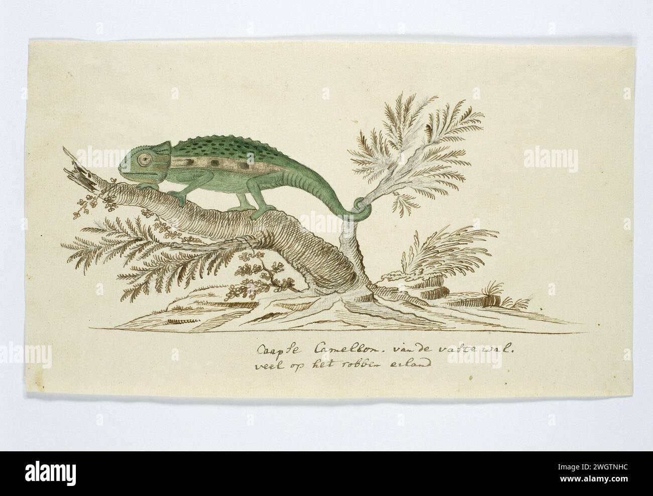 Bradypodion pumilum (Cape dwarf chameleon), 1777 - 1786 drawing One Cape Dwarf Camelon is the much prevented on Robben Island.  paper. ink. pencil. chalk pen / brush Stock Photo
