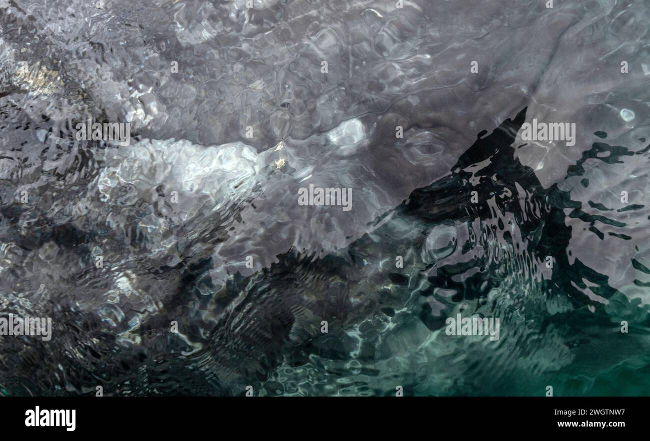 Gray whale eye, Scammon's Lagoon, Guerrero Negro, Baja California Sur