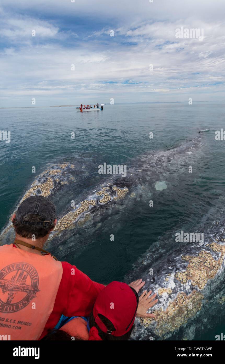 Touching the Gray whales, Scammon's Lagoon, Guerrero Negro, Baja