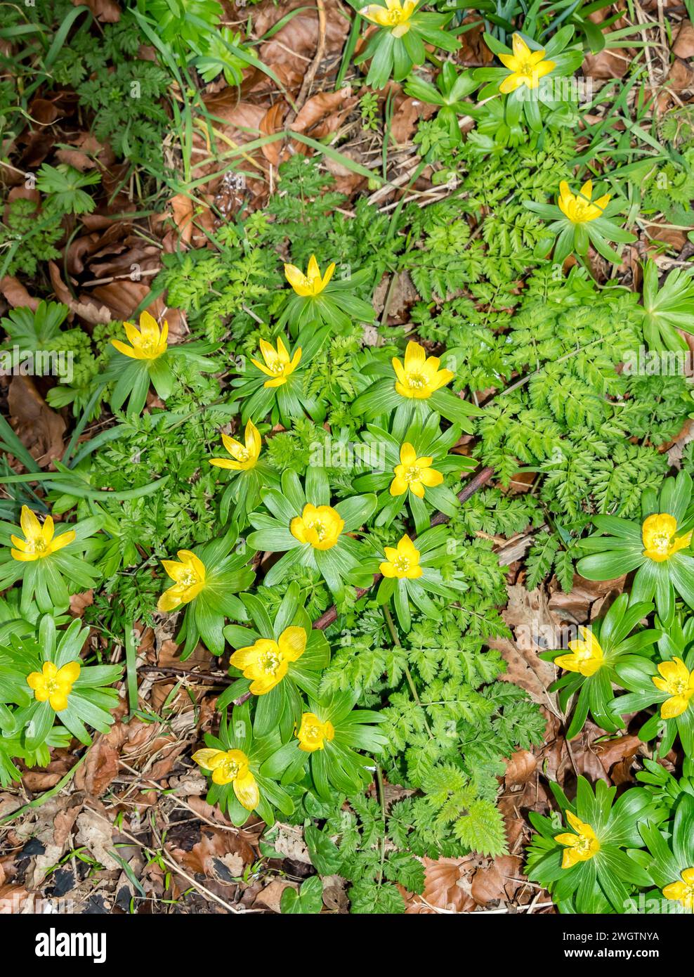 Yellow Winter Aconite Perennial Spring Flower Stock Photo