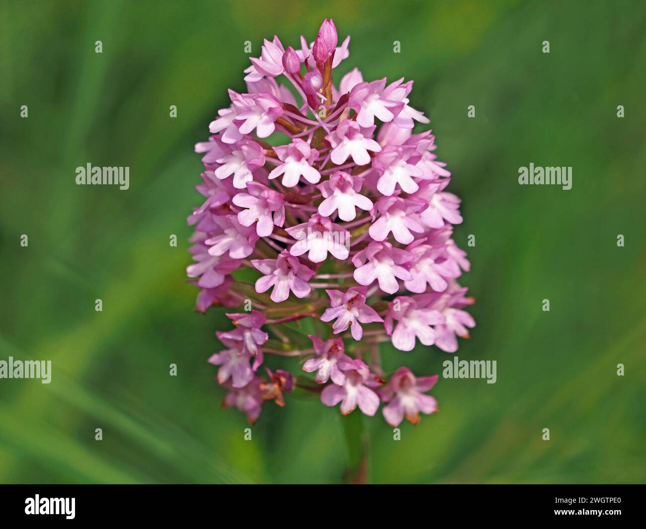 tightly packed flowers of Marsh Fragrant Orchid (Gymnadenia densiflora) on flowerspike in meadow at London Wetlands, Barnes,England Stock Photo