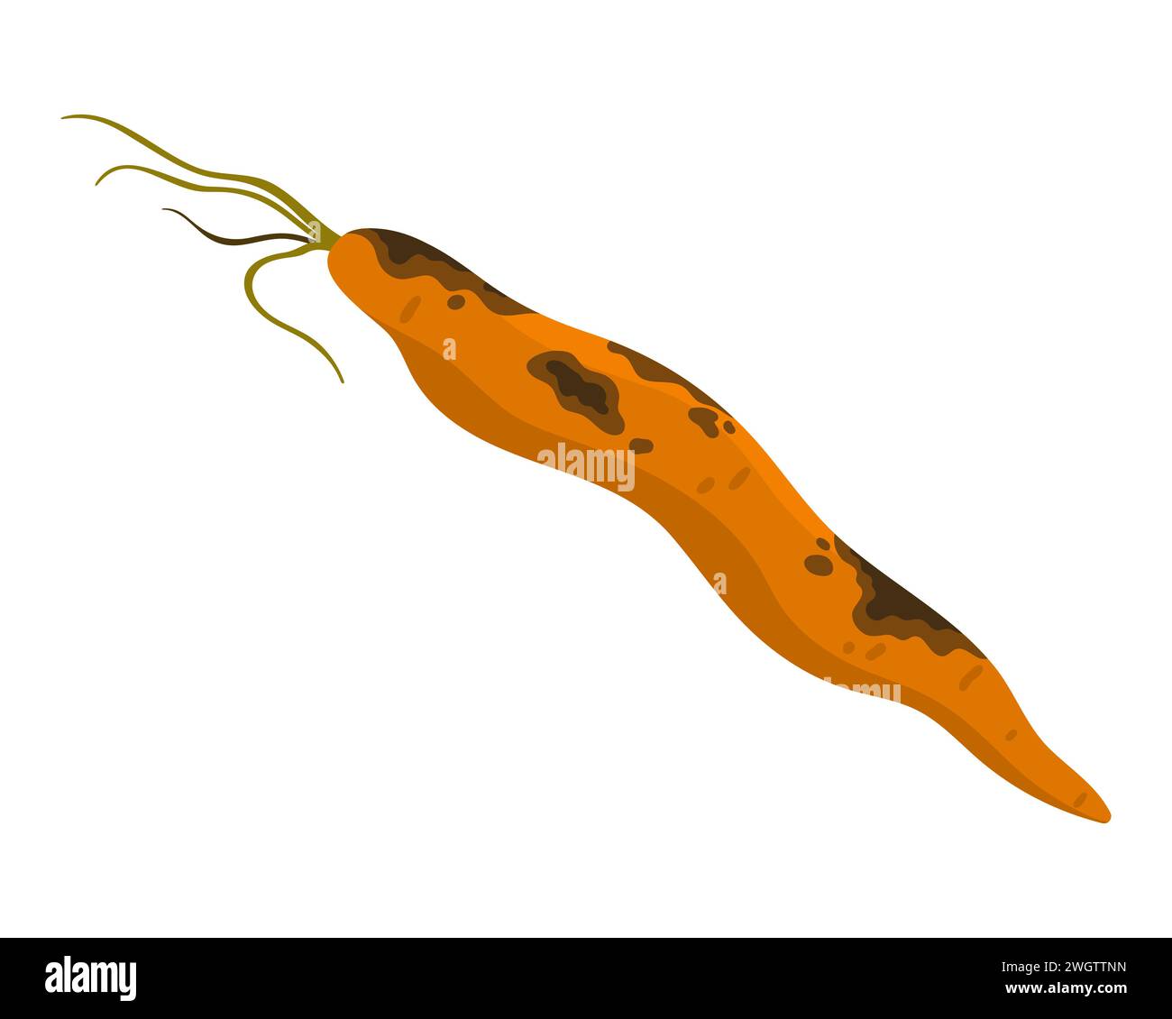 Old rotten carrot vegetable. Bad old unhealthy food, moldy expired