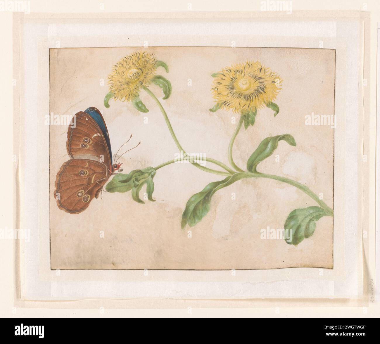 Blue Morpho Butterfly on a Yellow Flower, Maria Sibylla Merian (attributed to), 1696 drawing   parchment (animal material). deck paint. gouache (paint)  flowers. insects: butterfly Stock Photo