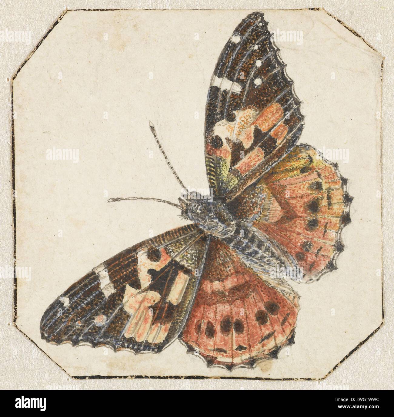 Distelvlinder (Vanessa Cardui), Pieter Barbiers (Possible), 1700 - 1800 drawing   parchment (animal material). watercolor (paint). ink pen / brush insects: butterfly Stock Photo