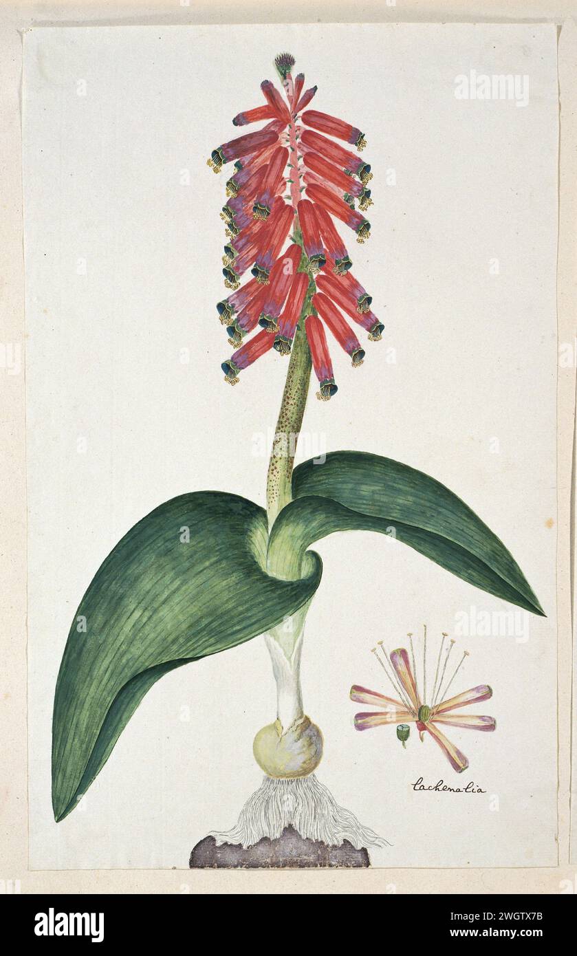 Lachenalia Bulbifera (Cirillo) Engl., 1777 - 1786 drawing Lachenalia Bulbifera (Cirillo) Engl.  paper. deck paint. ink. pencil. chalk. watercolor (paint) pen / brush plants; vegetation Stock Photo