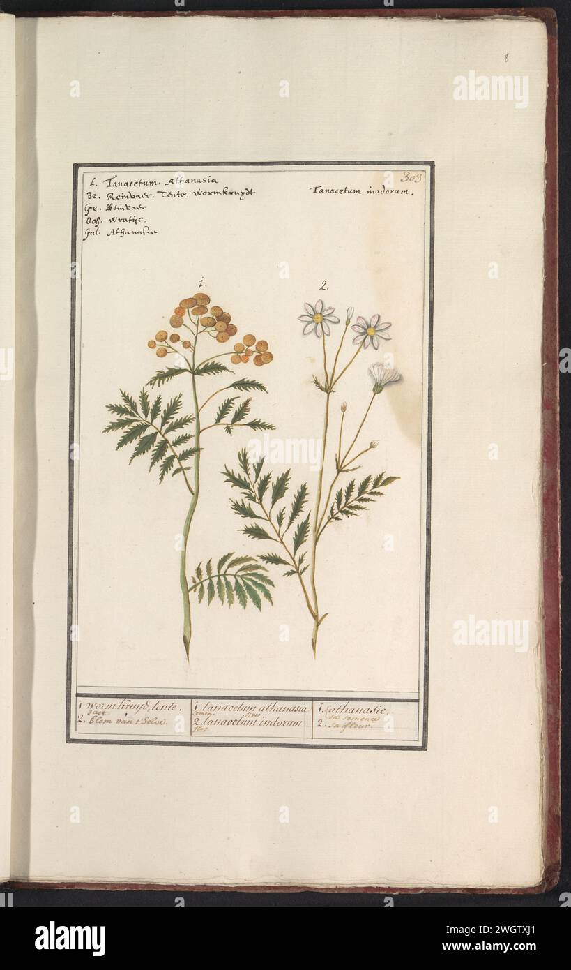 Farmersworm herb (Tanacetum vulgare), Anselmus Boëtius de Boodt, 1596 - 1610 drawing Farmersworm herb. Numbered at the top right: 303. At the top of the name in five languages. Part of the fourth album with drawings of flowers and mushrooms. Eleventh of twelve albums with drawings of animals, birds and plants known around 1600, commissioned by Emperor Rudolf II. With explanation in Dutch, Latin and French. draughtsman: Praagdraughtsman: Delft paper. watercolor (paint). deck paint. chalk. ink brush / pen flowers: tansy Stock Photo