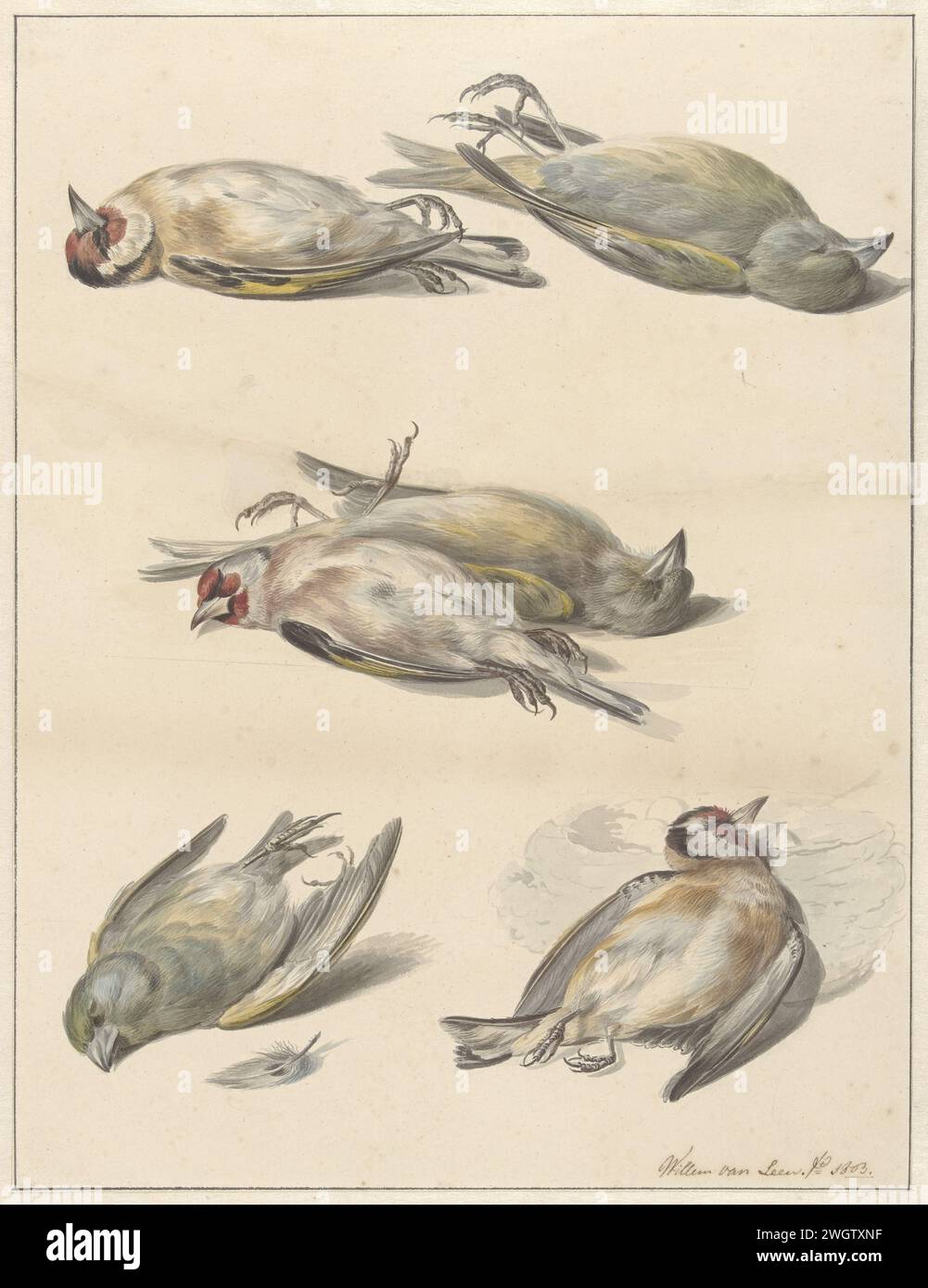 Six Dead Birds, Willem van Leen, 1803 drawing Six dead putters and