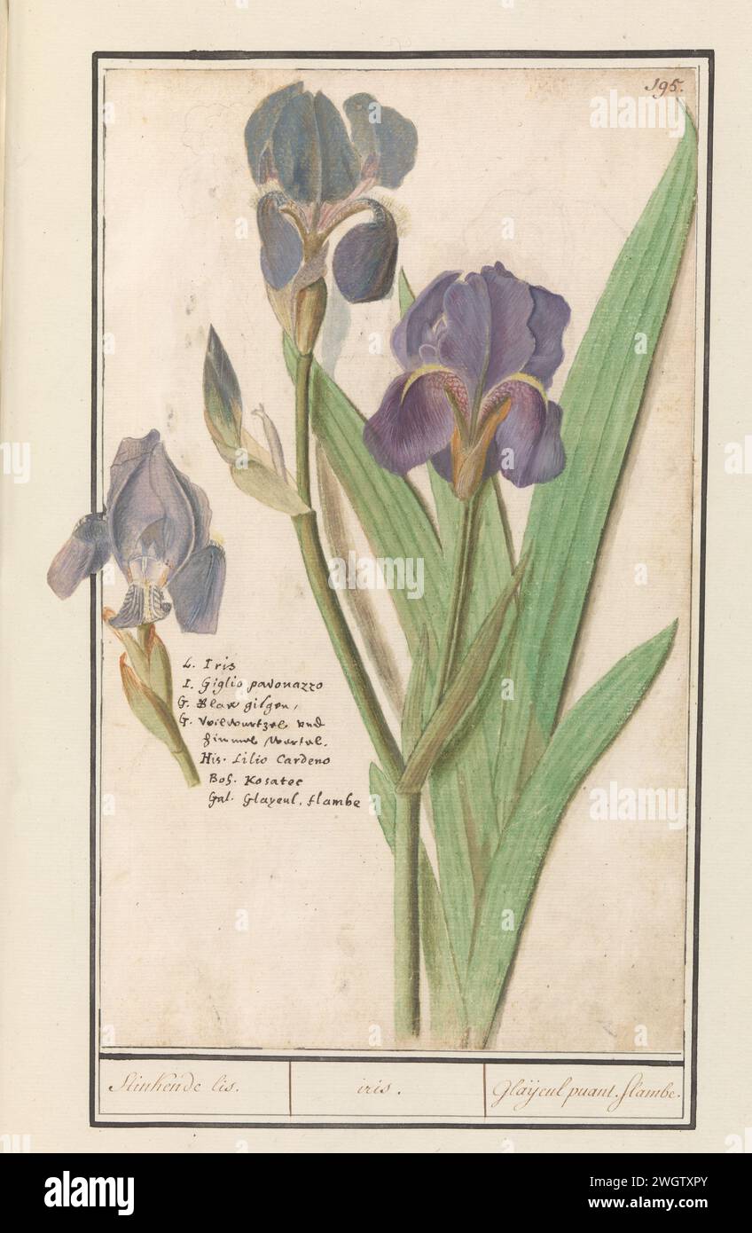 Purple Iris (Iris Germanica), Anselmus Boëtius de Boodt, 1596 - 1610 drawing Purple iris. Numbered at the top right: 195. Link under the name in seven languages. Part of the second album with drawings of flowers and plants. Ninth of twelve albums with drawings of animals, birds and plants known around 1600, made commissioned by Emperor Rudolf II. With explanation in Dutch, Latin and French. draughtsman: Praagdraughtsman: Delft paper. watercolor (paint). deck paint. chalk. ink brush / pen flowers: iris Stock Photo