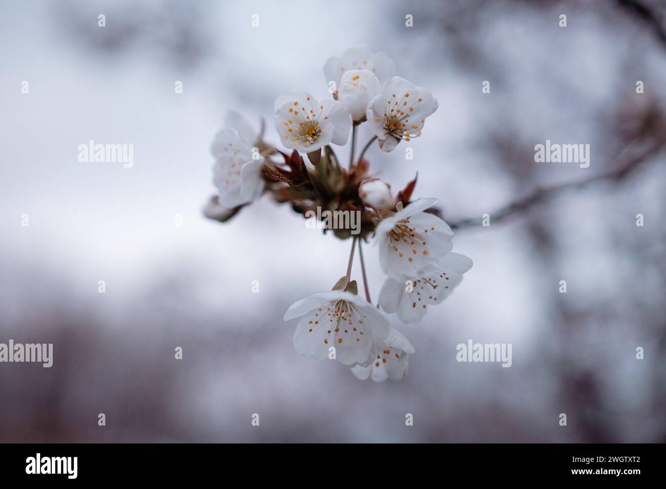 Macro cherry blossom hi-res stock photography and images - Alamy