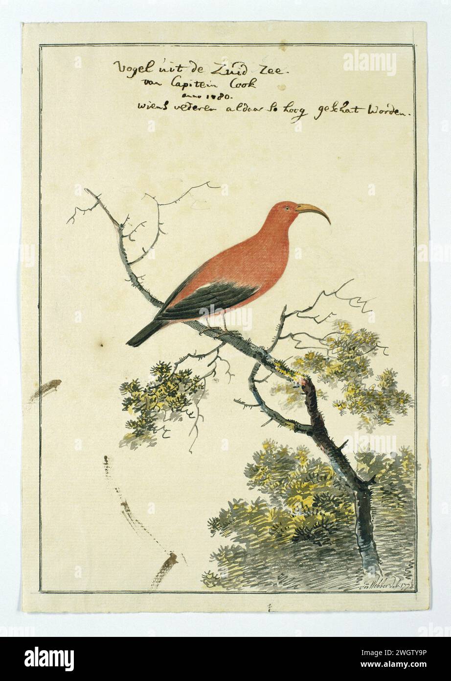 Vesetia Coccinea (Iiwi or scarlet Chinese), 1778 drawing Bird study: Cardinal honey eater (Vestiaria coccinea) from the South Sea.  paper. ink. watercolor (paint). pencil. chalk pen / brush Stock Photo