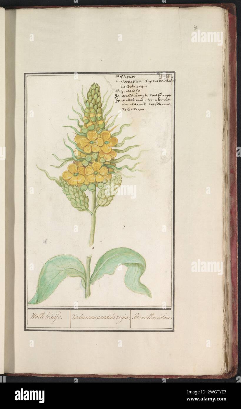 Koningskaars (Verbascum Tapsus), Anselmus Boëtius de Boodt, 1596 - 1610 drawing Royal candle, or wool herb. Numbered at the top right: 331. Hereby also the name in six languages. Part of the fourth album with drawings of flowers and mushrooms. Eleventh of twelve albums with drawings of animals, birds and plants known around 1600, commissioned by Emperor Rudolf II. With explanation in Dutch, Latin and French. draughtsman: Praagdraughtsman: Delft paper. watercolor (paint). deck paint. chalk. ink brush / pen flowers: great mullein Stock Photo